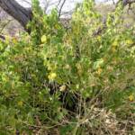 Desert Lantern Flower (Abutilon leucopetalum), Finke Gorge National Park