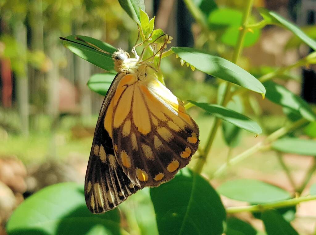 Caper White Butterfly (Belenois java teutonia) having laid her eggs, Alice Springs, NT