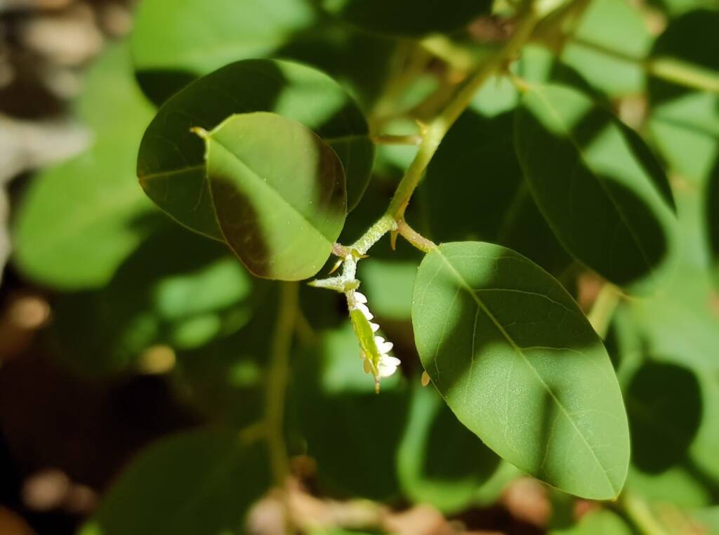 Eggs of the Caper White Butterfly (Belenois java teutonia), Alice Springs, NT