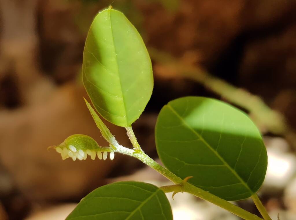 Eggs of the Caper White Butterfly (Belenois java teutonia), Alice Springs, NT