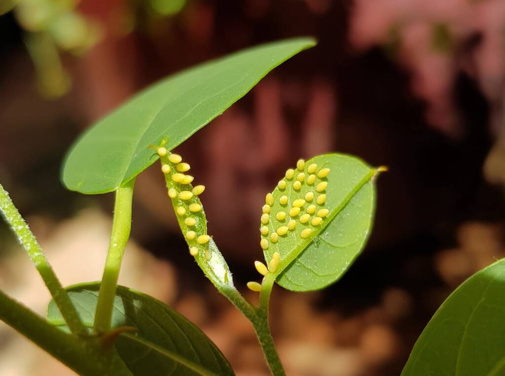 Mature eggs of the Caper White Butterfly (Belenois java teutonia), Alice Springs, NT