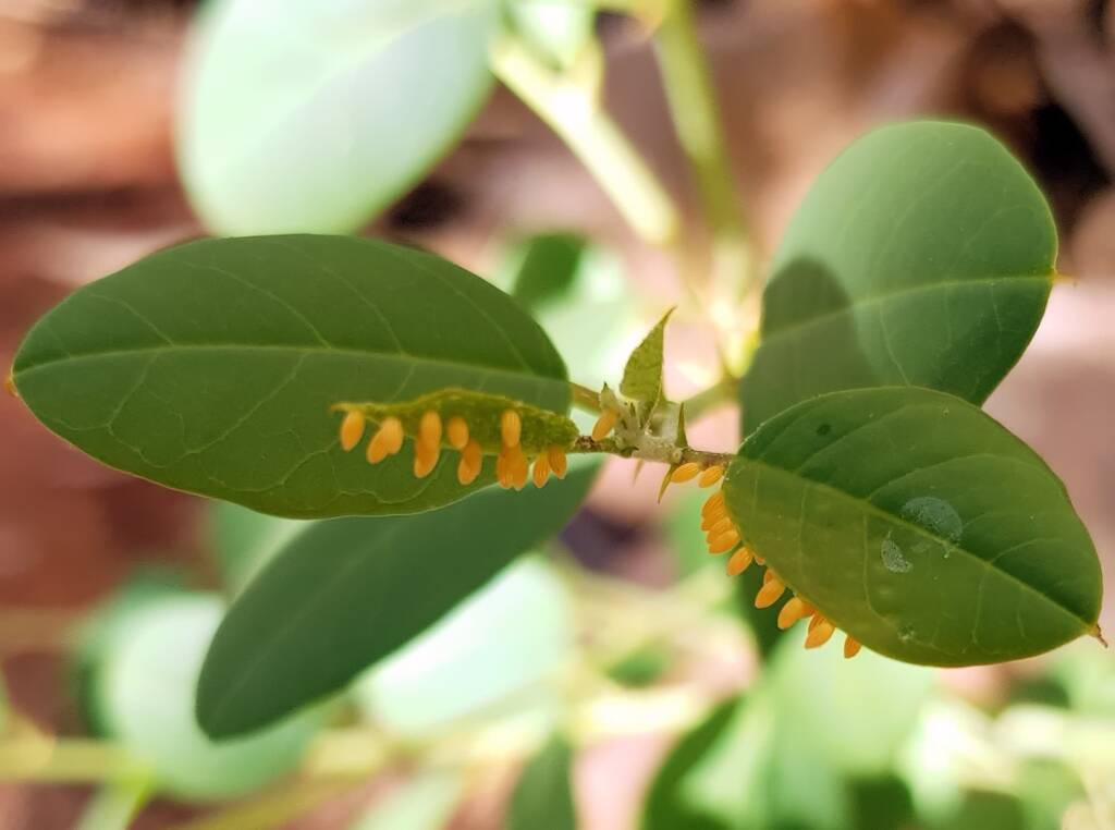 Maturing eggs of the Caper White Butterfly (Belenois java teutonia), Alice Springs, NT