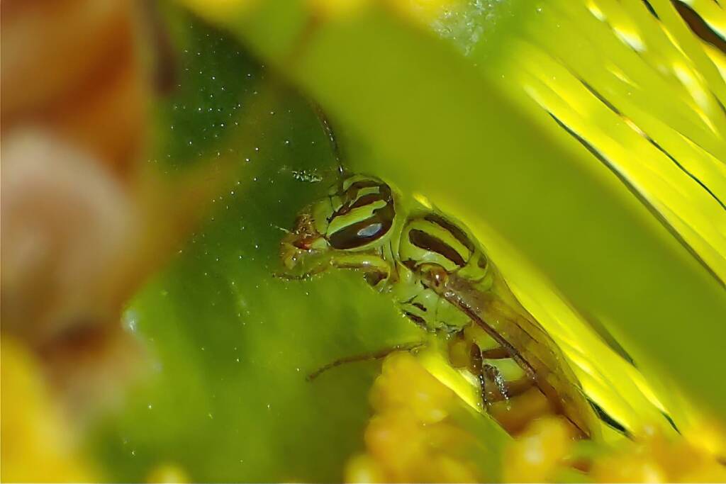 Euryglossinae © Gary Taylor