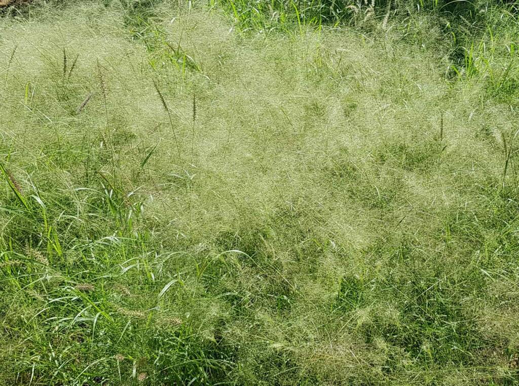 Fairy Grass (Sporobolus caroli), Alice Springs, NT