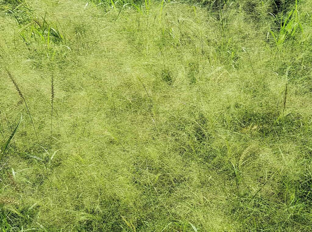 Fairy Grass (Sporobolus caroli), Alice Springs, NT