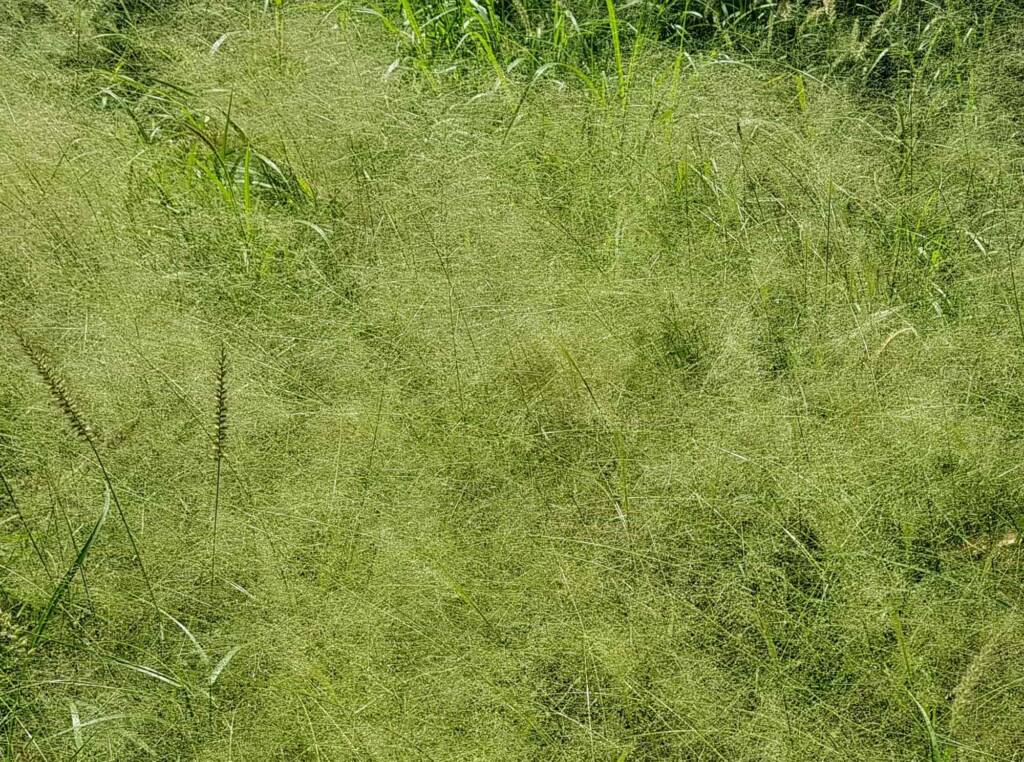 Fairy Grass (Sporobolus caroli), Alice Springs, NT