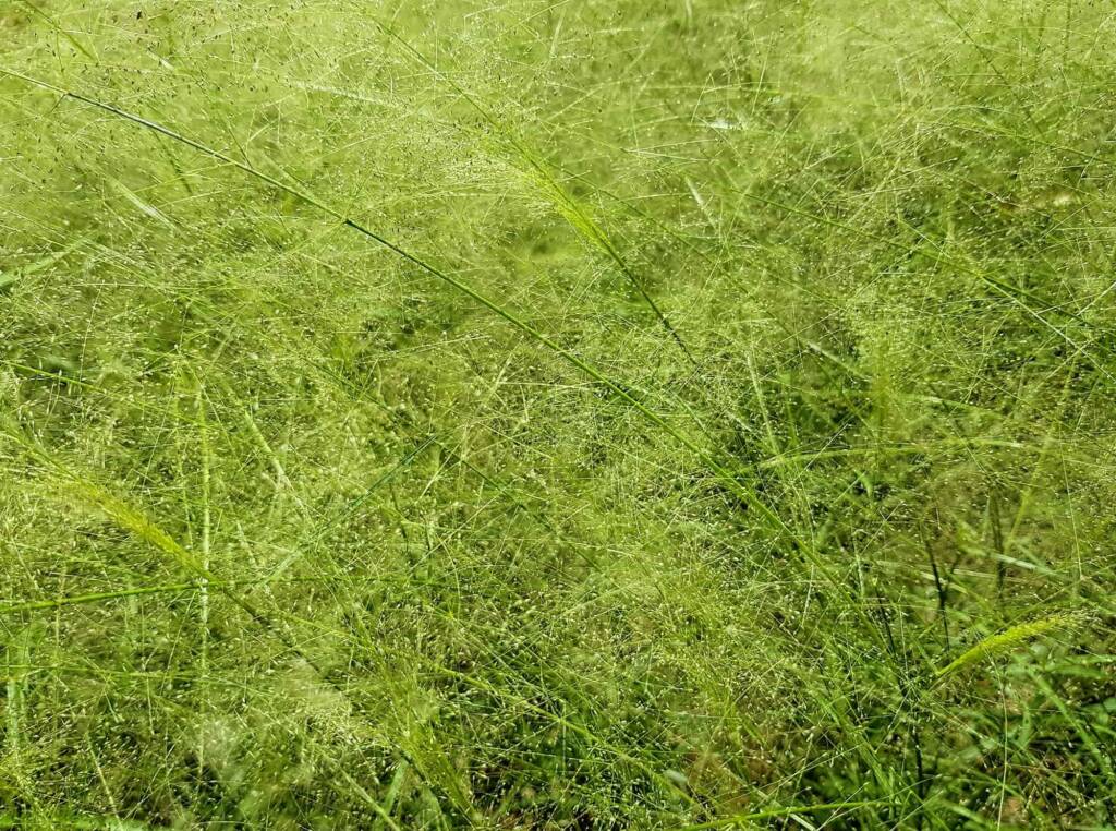 Fairy Grass (Sporobolus caroli), Alice Springs, NT