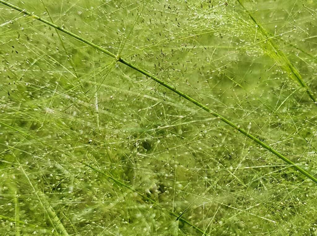 Fairy Grass (Sporobolus caroli), Alice Springs, NT