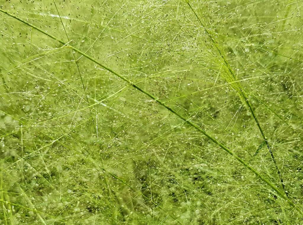Fairy Grass (Sporobolus caroli), Alice Springs, NT
