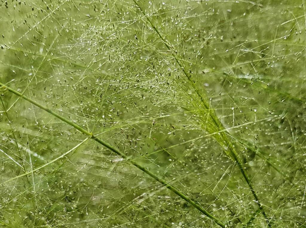 Fairy Grass (Sporobolus caroli), Alice Springs, NT
