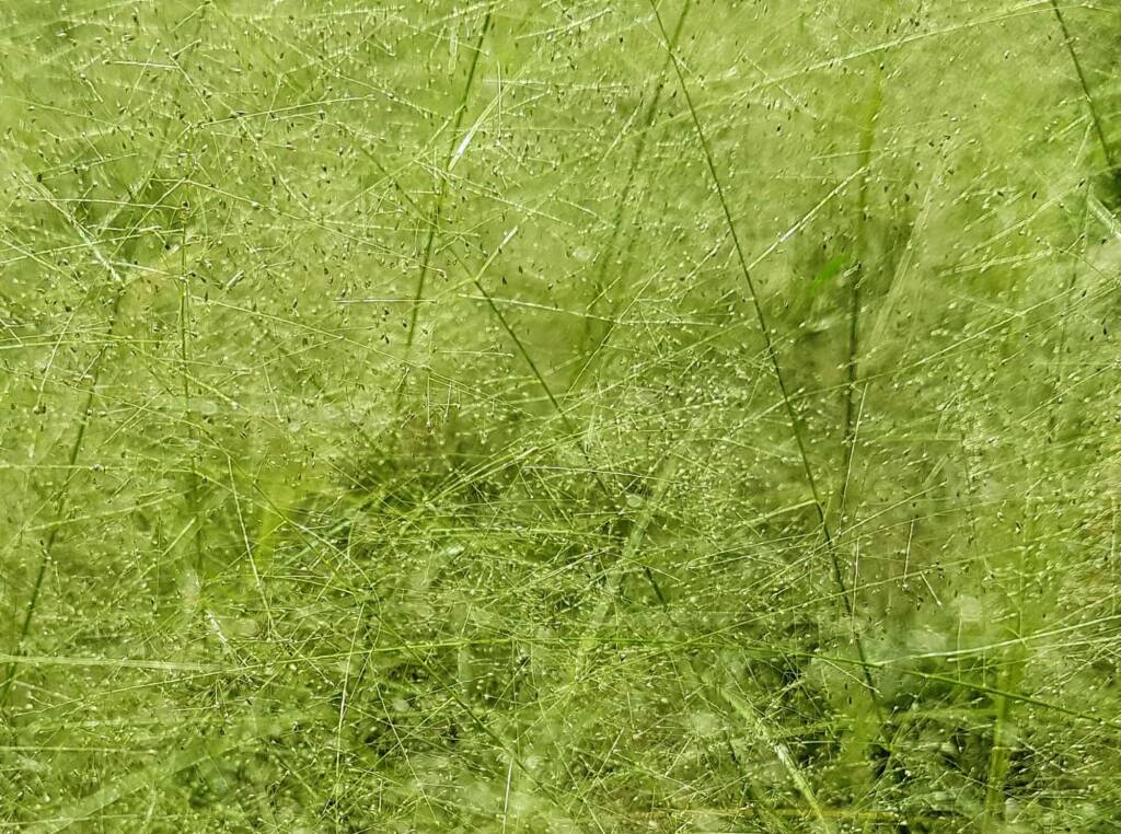 Fairy Grass (Sporobolus caroli), Alice Springs, NT
