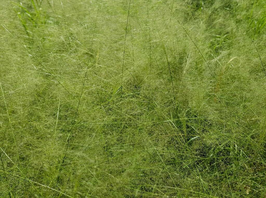 Fairy Grass (Sporobolus caroli), Alice Springs, NT