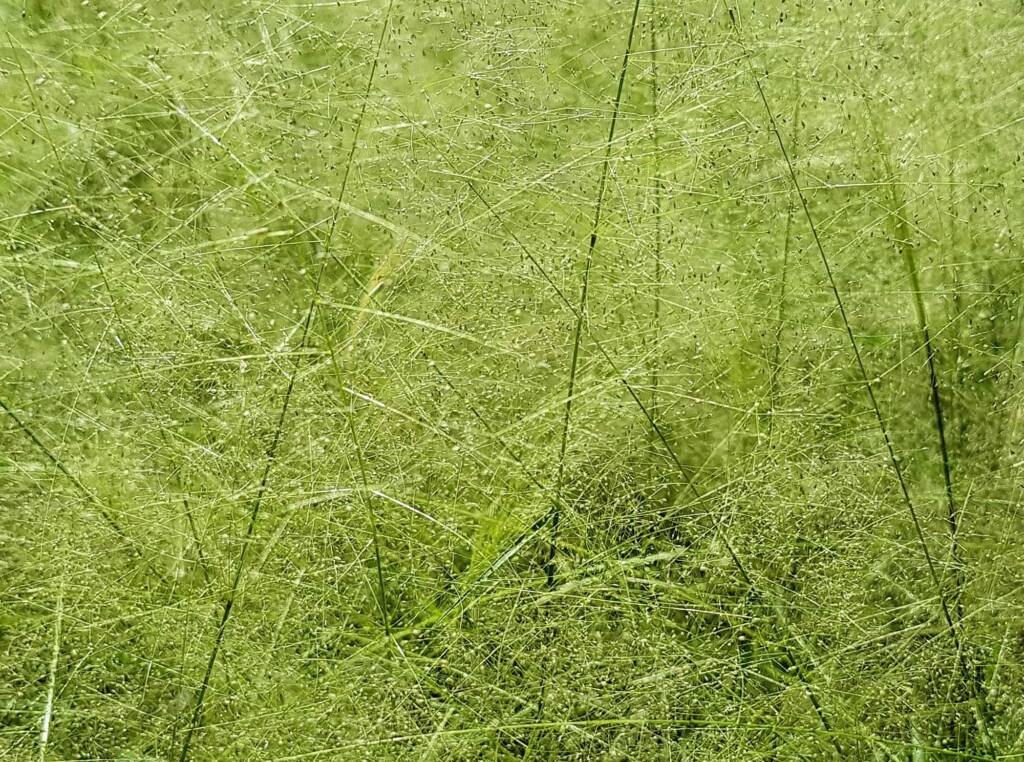 Fairy Grass (Sporobolus caroli), Alice Springs, NT
