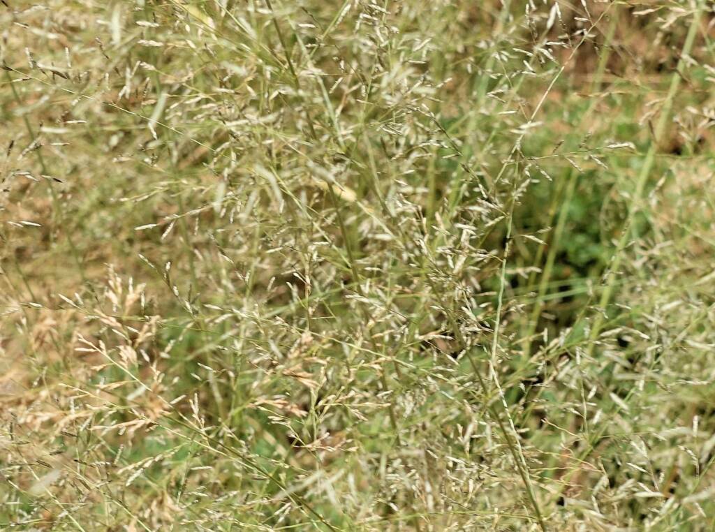 Fairy Grass (Sporobolus caroli), Alice Springs, NT