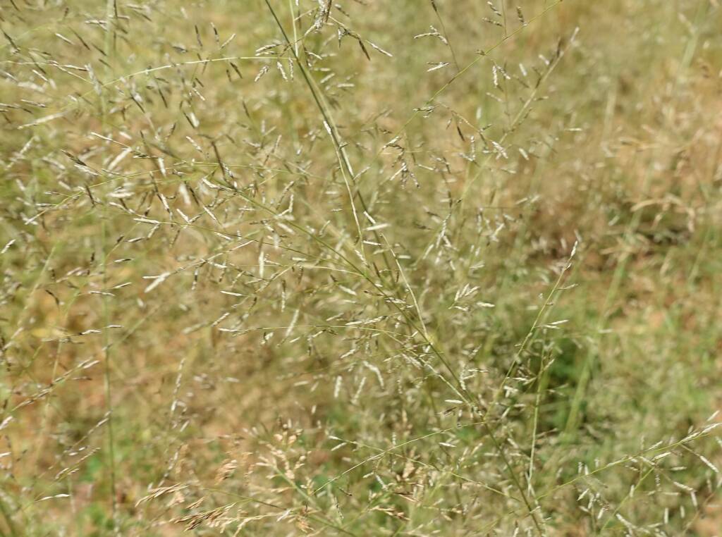 Fairy Grass (Sporobolus caroli), Alice Springs, NT