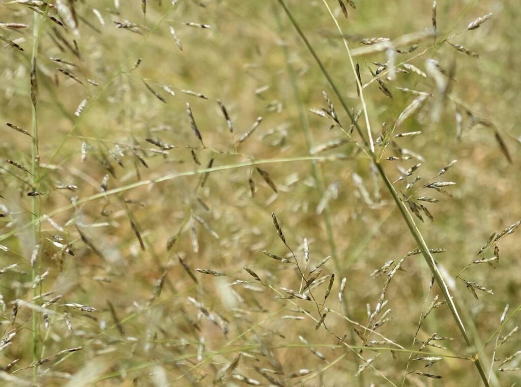 Fairy Grass (Sporobolus caroli), Alice Springs, NT