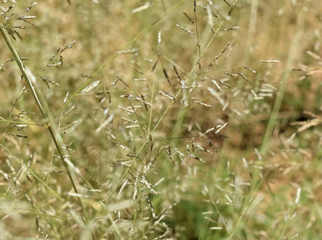 Fairy Grass (Sporobolus caroli), Alice Springs, NT