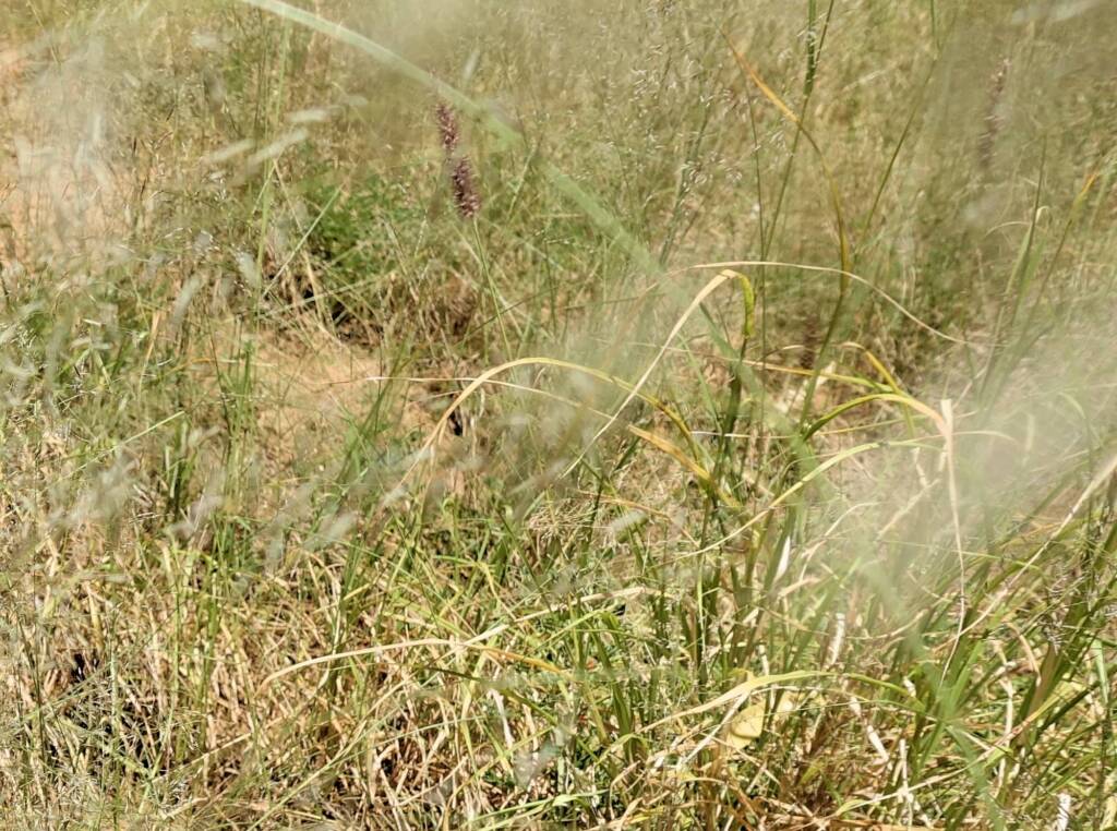 Fairy Grass (Sporobolus caroli), Alice Springs, NT