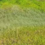 Fairy Grass (Sporobolus caroli), Alice Springs, NT