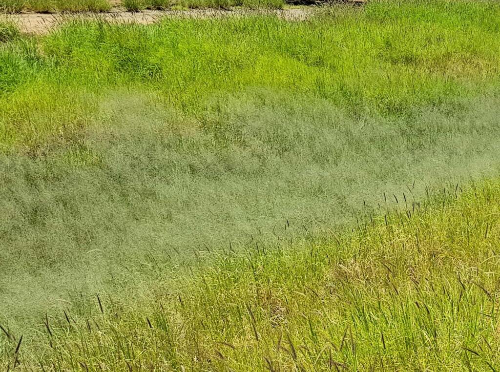 Fairy Grass (Sporobolus caroli), Alice Springs, NT