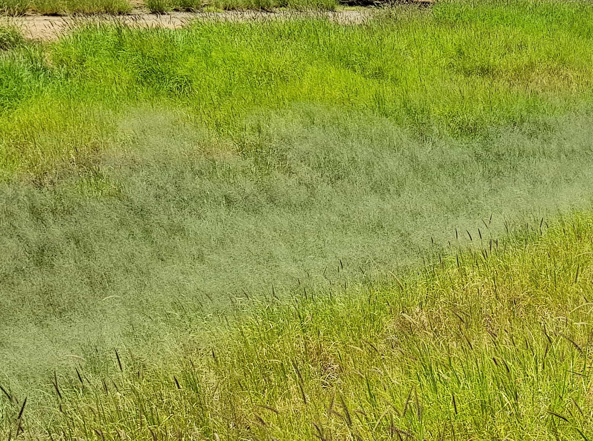 Fairy Grass (Sporobolus caroli), Alice Springs, NT