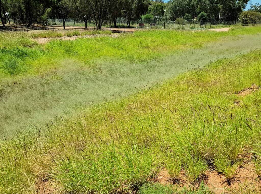 Fairy Grass (Sporobolus caroli), Alice Springs, NT