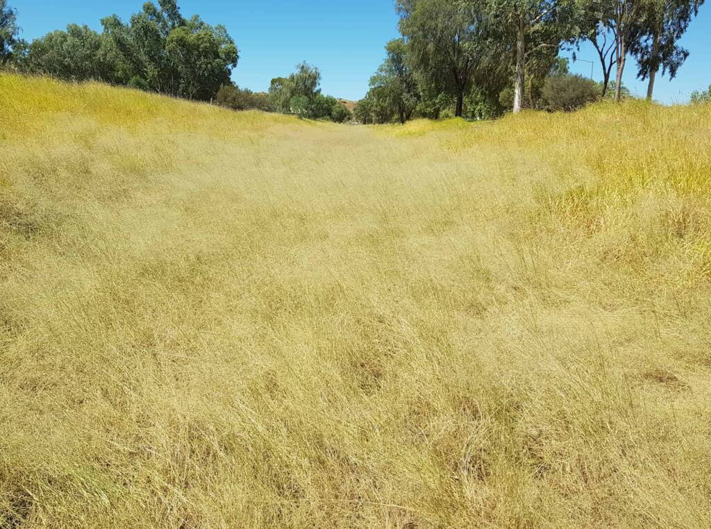 Fairy Grass (Sporobolus caroli), Alice Springs, NT