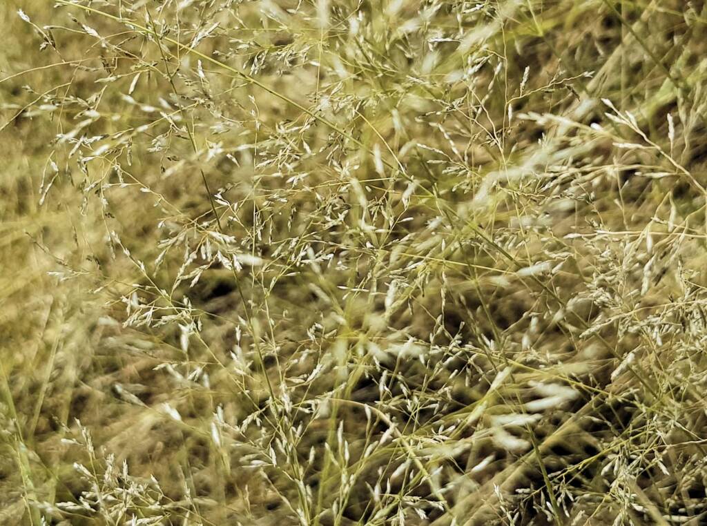 Fairy Grass (Sporobolus caroli), Alice Springs, NT