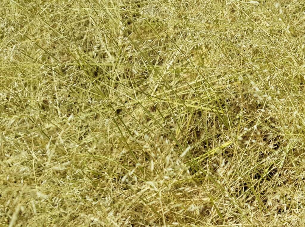 Fairy Grass (Sporobolus caroli), Alice Springs, NT