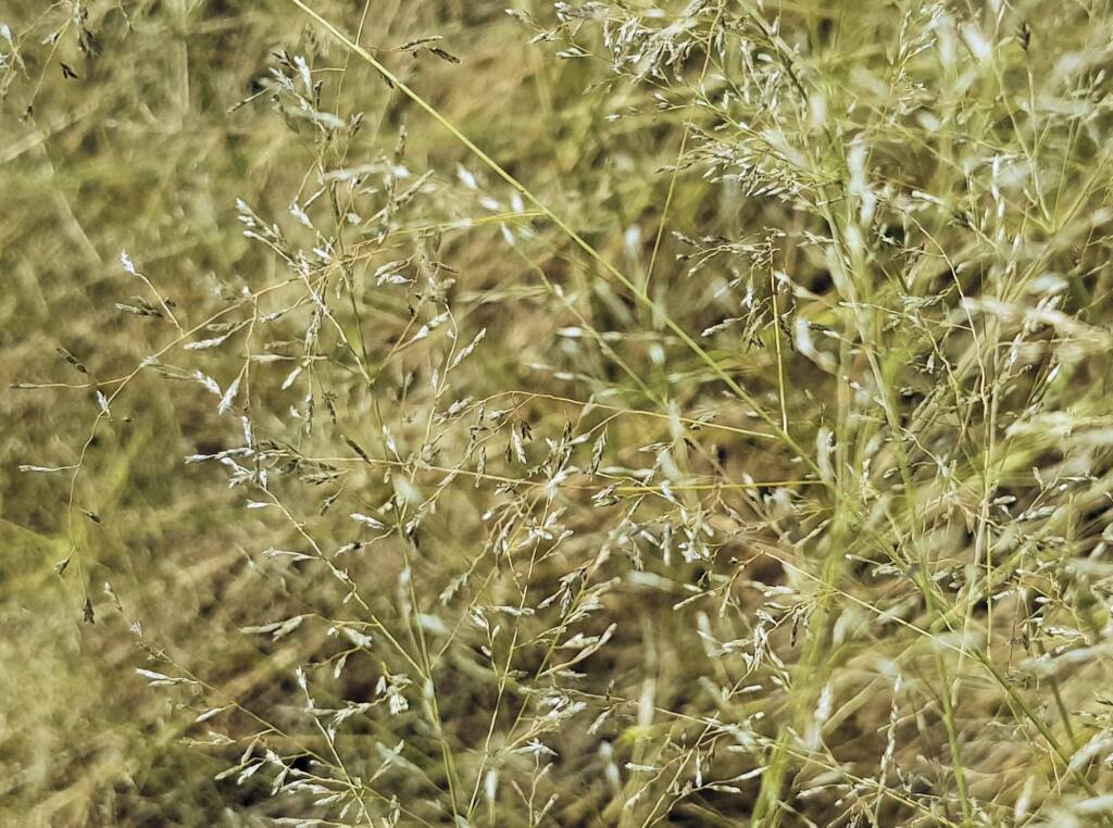 Fairy Grass (Sporobolus caroli), Alice Springs, NT