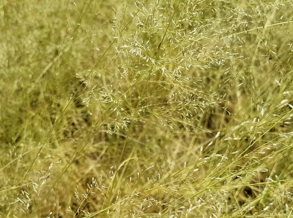 Fairy Grass (Sporobolus caroli), Alice Springs, NT