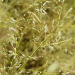 Fairy Grass (Sporobolus caroli), Alice Springs, NT