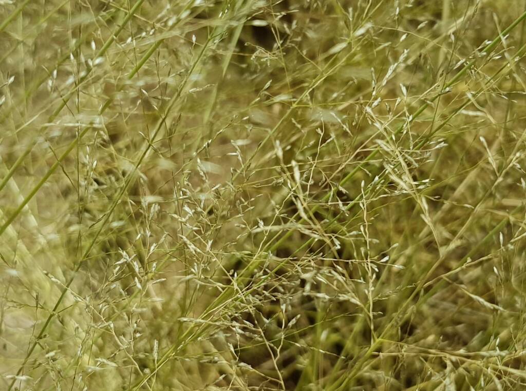 Fairy Grass (Sporobolus caroli), Alice Springs, NT