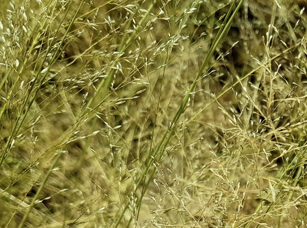 Fairy Grass (Sporobolus caroli), Alice Springs, NT