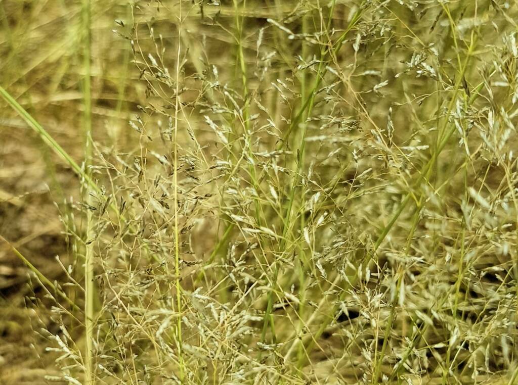 Fairy Grass (Sporobolus caroli), Alice Springs, NT