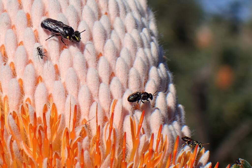 Hylaeus alcyoneus with a smaller Hylaeine and even smaller Hylaeus © Gary Taylor