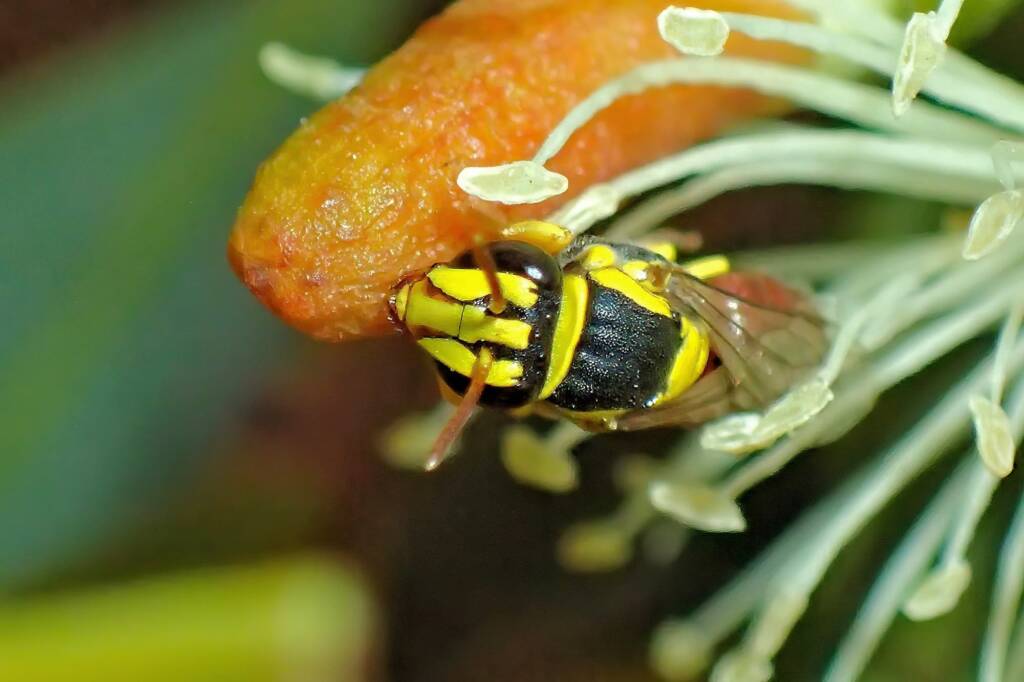 Hylaeus elegans © Gary Taylor