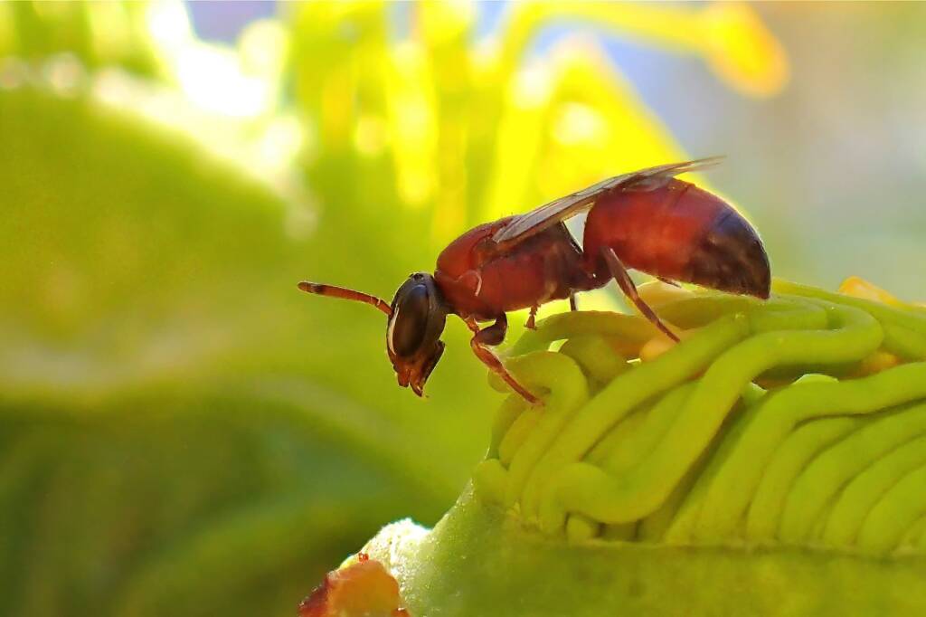 Hylaeus rhodohylaeus © Gary Taylor