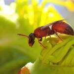 Hylaeus rhodohylaeus © Gary Taylor