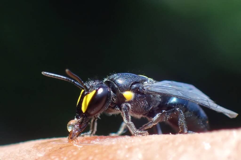 Hylaeus violaceus © Gary Taylor