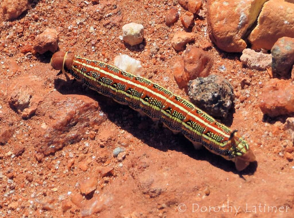 Yeperenye (Hyles livornicoides), Central Australia © Dorothy Latimer