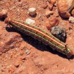 Yeperenye (Hyles livornicoides), Central Australia © Dorothy Latimer
