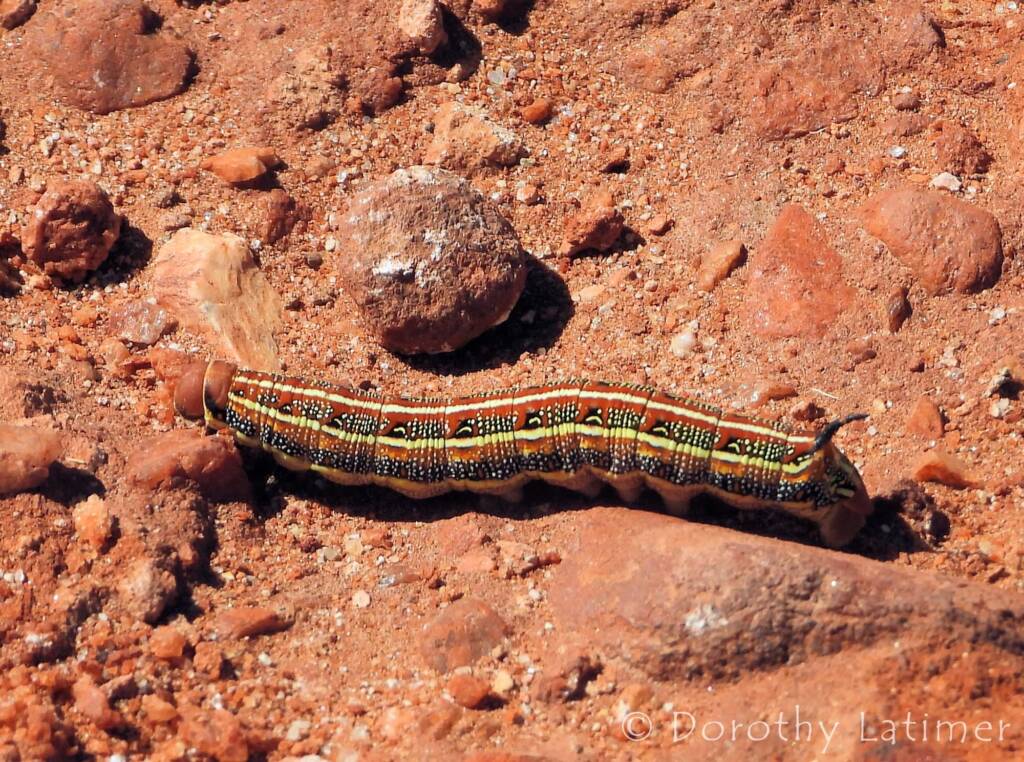 Yeperenye (Hyles livornicoides), Central Australia © Dorothy Latimer