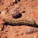 Yeperenye (Hyles livornicoides), Central Australia © Dorothy Latimer