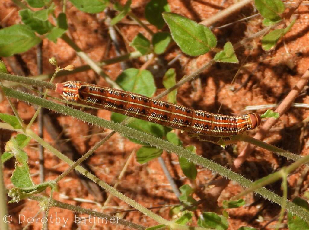 Yeperenye (Hyles livornicoides), Central Australia © Dorothy Latimer