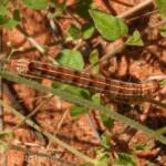 Yeperenye (Hyles livornicoides), Central Australia © Dorothy Latimer