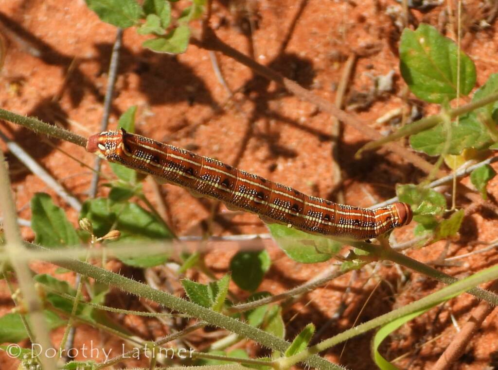Yeperenye (Hyles livornicoides), Central Australia © Dorothy Latimer