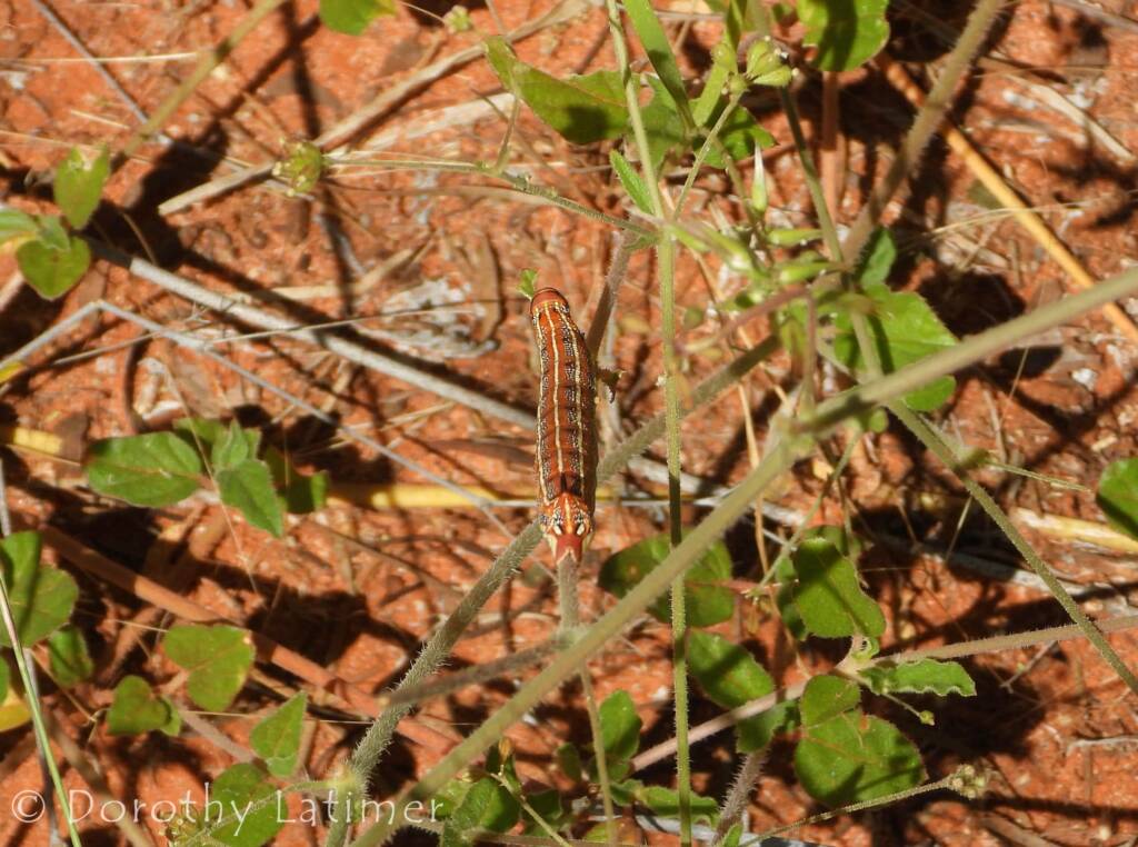 Yeperenye (Hyles livornicoides), Central Australia © Dorothy Latimer