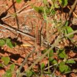 Yeperenye (Hyles livornicoides), Central Australia © Dorothy Latimer
