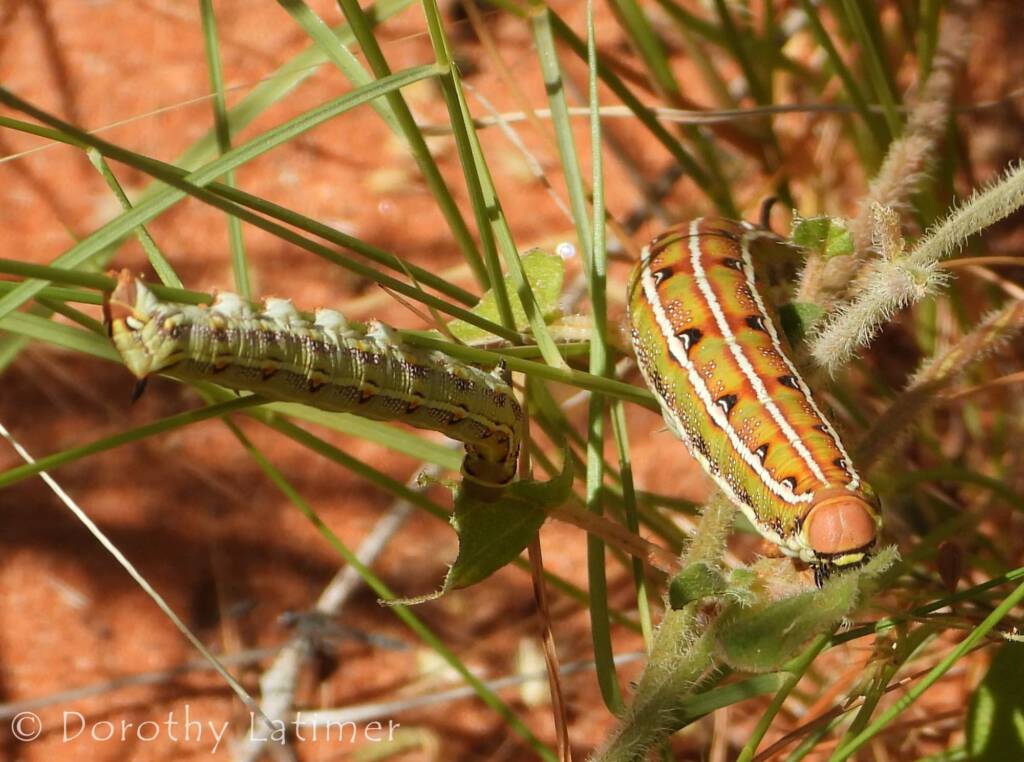 Yeperenye (Hyles livornicoides), Central Australia © Dorothy Latimer